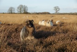 Adopteer dit schaap 9