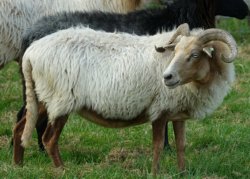 Adopteer dit schaap 12