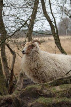 Adopteer dit schaap 17