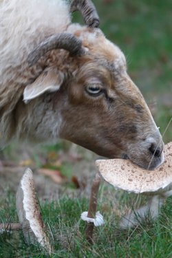 Adopteer dit schaap 8