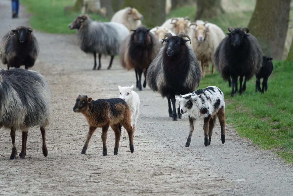 Stichting blij met de hei, donatie